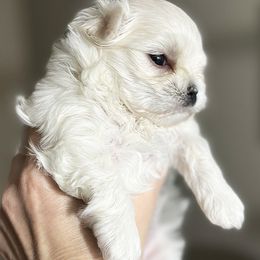 Maltese Puppies from Platinum Dunes Maltese