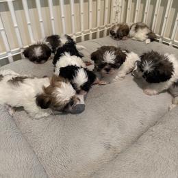 Shih Tzu Puppies from Lil Cuties Shih Tzu Parlor