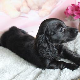 Kelly - Black female Dachshund puppy in Pace, Florida from Shoebox Doxie’s
