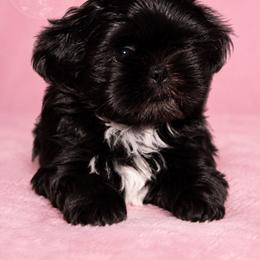 Houston - Black and white male Shih Tzu puppy in Texas from Little Foot Paws 🐾