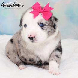Skylar - Blue merle female Miniature Australian Shepherd puppy in Pinehurst, Texas from Aussie Amor