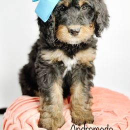Bernedoodle, Goldendoodle, Golden Retriever, and Poodle Puppies from Camp Doodle Woods