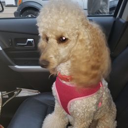 Diva - Poodle