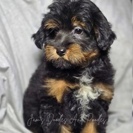 Saltine - Black phantom female Aussiedoodle puppy in Cleveland, Georgia from Jam's Doodles And Poodles