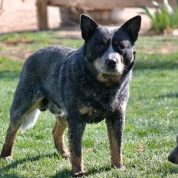 Gambler - Australian Cattle Dog