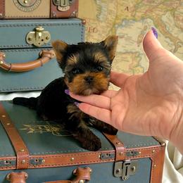 Ann - Black and gold female Yorkshire Terrier puppy in Kendallville, Indiana from Yorkies Kisses