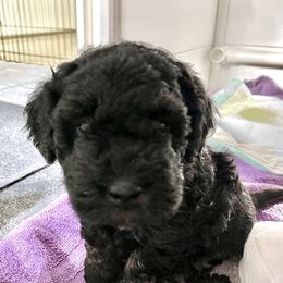 Goldendoodle Puppies from Doodlebloom Farm