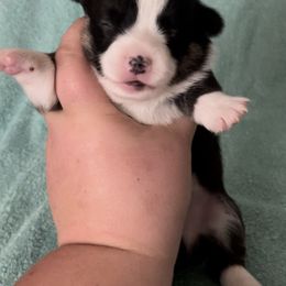 American Corgi and Pembroke Welsh Corgi Puppies from Flying K Corgis