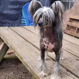 Gidget - Chinese Crested