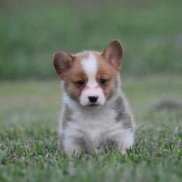 Red Male - Red male Pembroke Welsh Corgi puppy in Kansas City, Missouri from Willow Creek Corgis