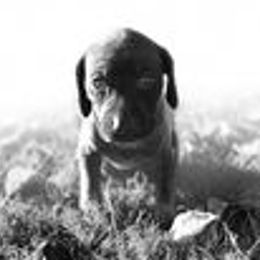 Athena - Liver roan German Shorthaired Pointer puppy in Onalaska, Washington from Boonies Farms