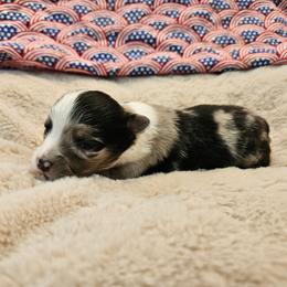 Blythe - Blue merle female Toy Australian Shepherd puppy in Snowflake, Arizona from Halfpint Aussies