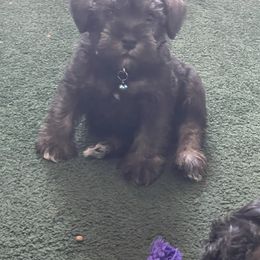 Miniature Schnauzer Puppies from Mini Schnauzers for Life