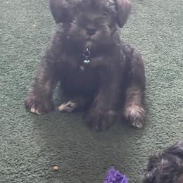 Miniature Schnauzer Puppies from Mini Schnauzers for Life