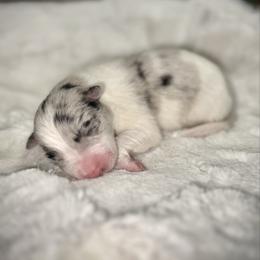 Boy 1 - White and blue merle male Border Collie puppy in Jonesboro, Arkansas from Hampton Border Collies