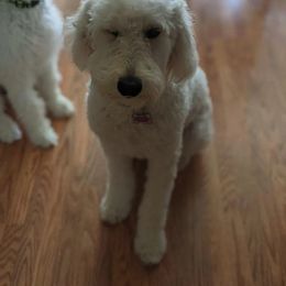 Goldendoodle and Poodle All Grown Up from Green Heart Poodles and Doodles