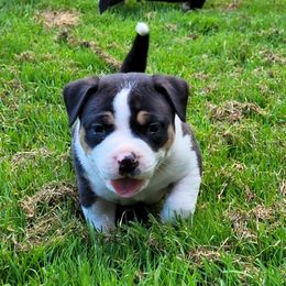 Bicardy - Black tri-color female American Bully puppy in Jefferson, Ohio from Blue Fury's