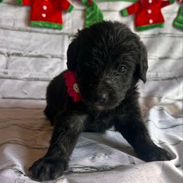 Blitzen - Black female Labradoodle puppy in Monticello, Georgia from Daylin’s Doodles & Labradors