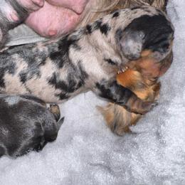 Pebbles - Dapple female Dachshund puppy in Richmond, Kentucky from Cemcade Dachshunds (formerly Little Legs)
