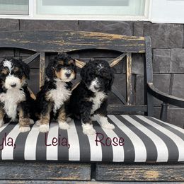 Bernedoodle, Cavalier King Charles Spaniel, and Cavapoo Puppies from Harper Haven Cavaliers & Doodles