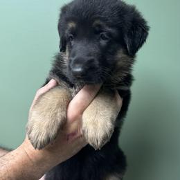 Red collar - Black and red female German Shepherd puppy in Hancock, New Hampshire from Kysarah German Shepherds