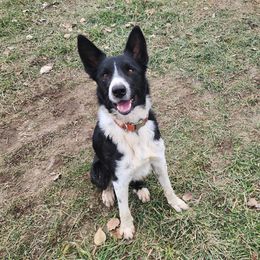 Vinny - Border Collie