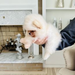 Pomeranians from Princess Pomeranians