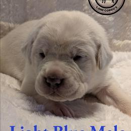 Light Blue - Fawn male Cane Corso puppy in Schell City, Missouri from Schell Osage Cane Corsos