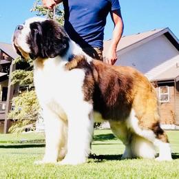 Saint Bernard puppies from Thunder Keg St. Bernards