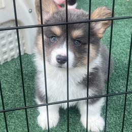 American Corgi and Pembroke Welsh Corgi Puppies from High Cotton Corgis
