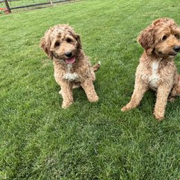 Goldendoodle All Grown Up from Polly Wolly Doodles