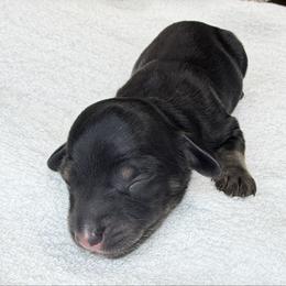 Gage (No breeding homes) - Black and tan male Dachshund puppy in Fayetteville, North Carolina from RRD