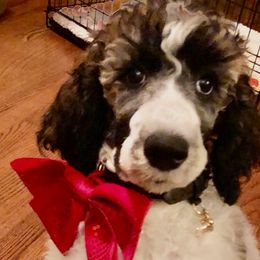 Poodle Puppies from Spivey’s Splendid Standard Poodles