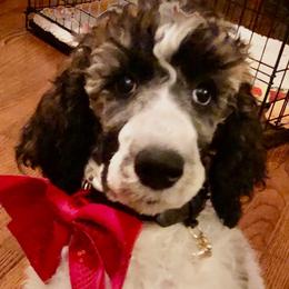 Poodle Puppies from Spivey’s Splendid Standard Poodles