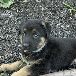 Boy 1 - Black and tan male German Shepherd puppy in Whitehouse, Ohio from Providence Landhaus