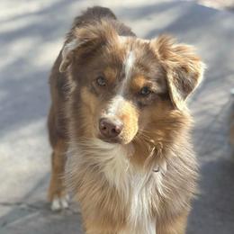 Patches - Red merle male Australian Shepherd puppy in Lubbock, Texas from REKN’ Kennel Aussies
