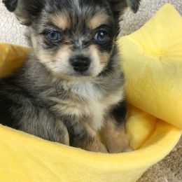 Chihuahua Puppies from Kim's Chi babies from Place of Grace