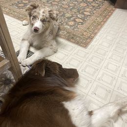 Australian Shepherd Puppies from Anderson Aussies