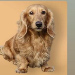 KELSO - Dachshund