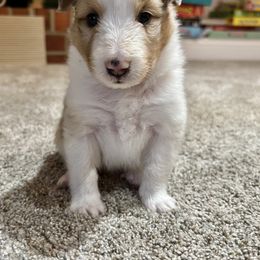 Girl 2 - Shetland Sheepdog puppy in Virginia from Southern Charm Sheltie’s