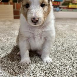 Girl 2 - Shetland Sheepdog puppy in Virginia from Southern Charm Sheltie’s