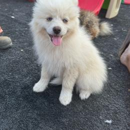 Cream male - White male Pomsky puppy in Lemon Cove, California from Magic Ranch Mini Aussies