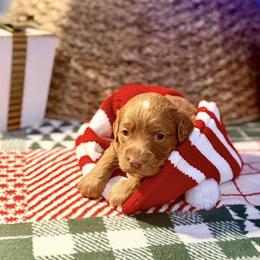 June - Red  female Goldendoodle puppy in Knoxville, Tennessee from Graystone Doodles