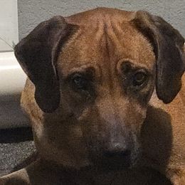 Ojai - Rhodesian Ridgeback