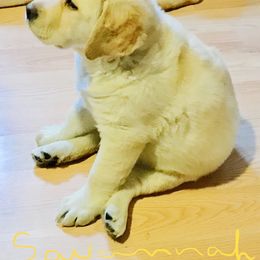 "Female pup" Labrador Retriever Puppies from Carvins Cove English Labradors