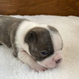 Finn - Boston Terrier puppy from Boston Kup Breeders