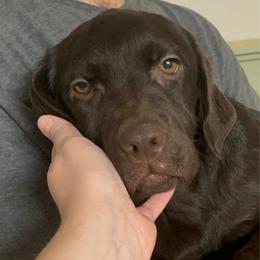 Breeze - Chocolate female Labrador Retriever puppy in Morriston, Florida from Penny Lane Labradors