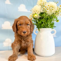 Buzz - Caramel red male Australian Labradoodle puppy in Palmdale, California from Pixie Doodle Paws