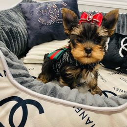 Yorkshire Terrier Puppies from Green Mountain Designer Yorkies