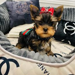 Yorkshire Terrier Puppies from Green Mountain Designer Yorkies